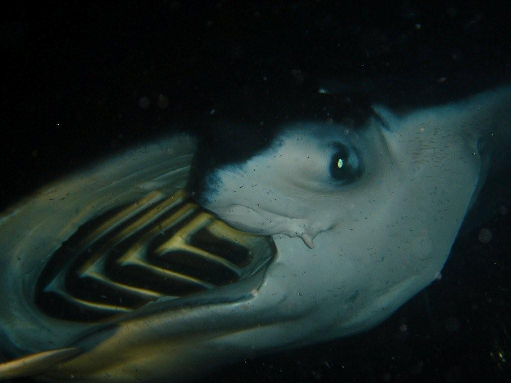 manta